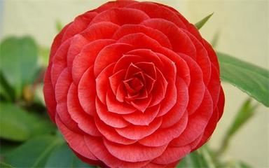 巴基斯坦主要中資企業(yè)有哪些