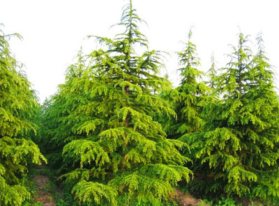 出售綠化苗木 灌木類雪松香柏 規(guī)格齊全 量大優(yōu)惠 芊色苗木