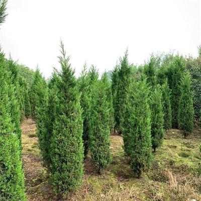 塔柏墓地龍柏樹(shù)苗 塔柏樹(shù)清明松樹(shù)苗 教育苗木 苗圃供應(yīng)