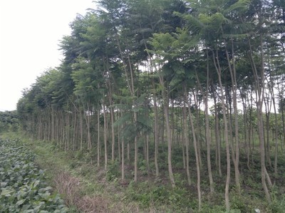 福建綠化苗木批發/漳州藍花楹批發|一淘網優惠購|購就省錢
